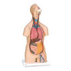 Nasco Torso Model Classic 3B Scientific® Non-Gender Specific Adult 24 lbs.