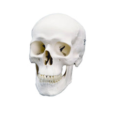 Classic Skull Models