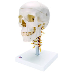 Classic Skull Models