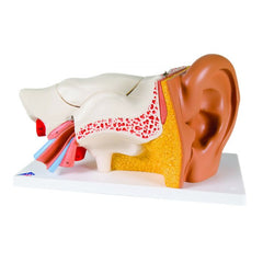 Deluxe 6-Part Anatomical Human Ear Model