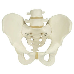 Male Pelvic Skeleton Anatomical Model