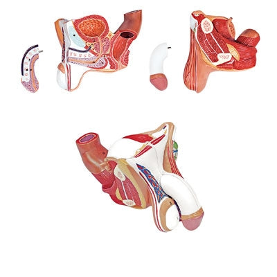 Nasco Male Genital Organs Model