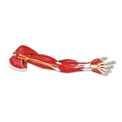 Nasco Arm Muscle Model