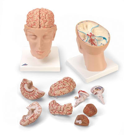 Nasco Head with Brain Model