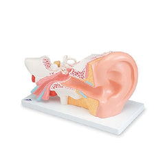 Nasco Human Ear Model Nasco