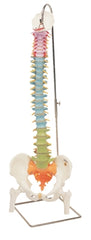 Fabrication Enterprises Flexible Spine Model 6 lbs.