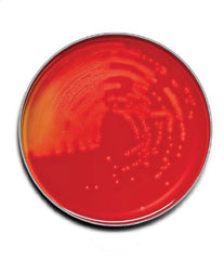 BD Prepared Media BD BBL™ Trypticase™ Soy Agar with 5% Sheep Blood (TSA II™) Dark Red Mono-Plate Format