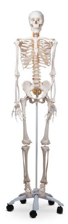 Nasco Fred the Flexible Skeleton With Pelvic Mounted Roller Stand