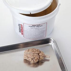 Ward's Science Sheep Brains Ward's Delve into physiological studies with this sheep brain and explore neurological anatomy similar to the human brain
