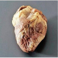 Ward's Science Preserved Sheep Hearts Ward's Available in vacuum packs or pails