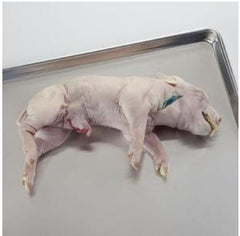 Ward's Science Preserved Fetal Pig XL 11 to 14 Inch, Single Injected Type