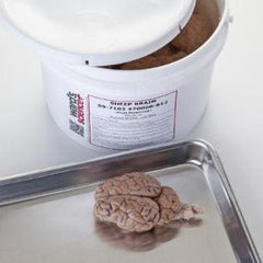 Ward's Science Sheep Brains Ward's