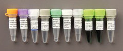 Ward's Science PCR Core System Promega™ GoTaq®