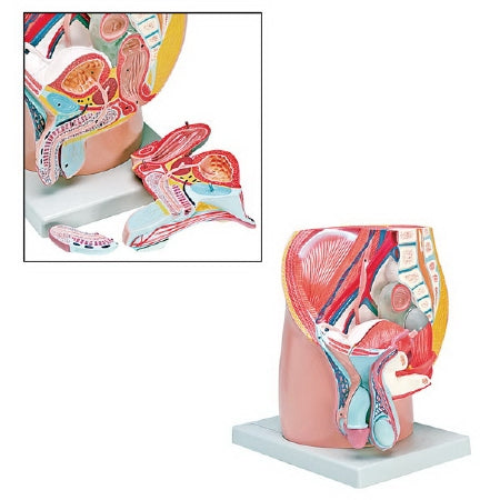Nasco 4 Part Male Pelvis Model Walter Products® Male Life Size 5-1/2 lbs.