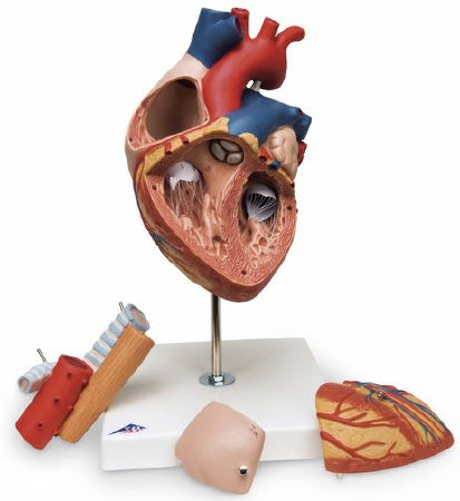 Nasco Heart with Esophagus and Trachea Model Nasco