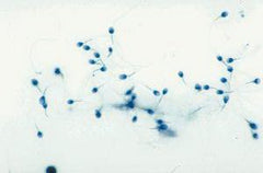 Ward's Science SLIDE HUMAN SPERM