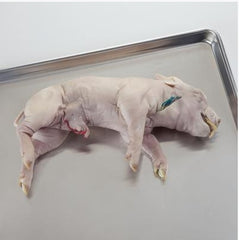 Ward's Science Preserved Fetal Pig 14+ Inch, Single Injected Type
