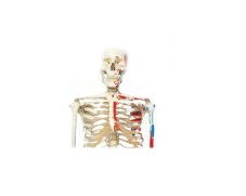 Fabrication Enterprises Muscle Skeleton Model 3B® Max 22 lbs.