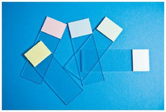 Fisher Anatomical Microscope Slide Fisherbrand™ Selectfrost™ 25 X 75 mm White Frosted End