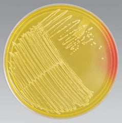 Troy Biologicals Culture Media Remel™ Mannitol Salt Agar Mono-Plate Format