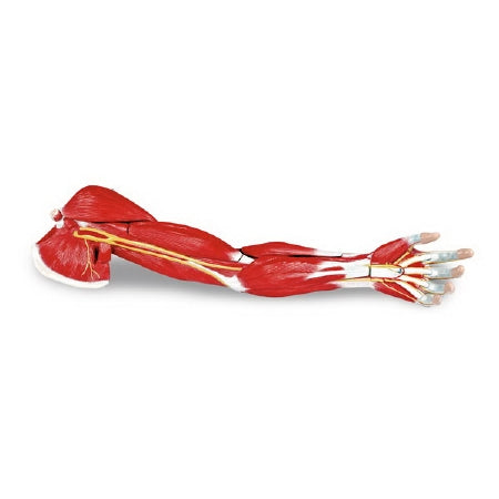 Nasco 7 Part Arm Muscle Model Walter Products® Life Size