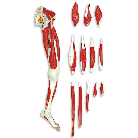 Nasco 13 Part Leg Muscle Model Walter Products® Life Size 30 lbs.