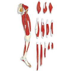 Nasco 13 Part Leg Muscle Model Walter Products® Life Size 30 lbs.