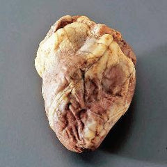 Ward's Science Preserved Sheep Heart Ward's