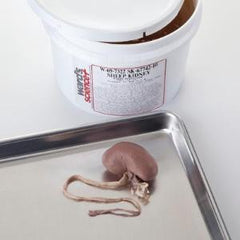 Ward's Science Sheep Kidneys Ward's