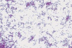 Ward's Science TUBE, CULTURE RHODOSPIRILLUM D/S