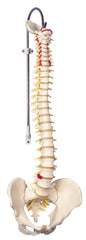 Fabrication Enterprises Classic Flexible Spine Model with Male Pelvis 3B® 6 lbs.