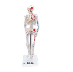 Fabrication Enterprises Mini Skeleton Model 3B® Shorty 4 lbs. Plastic