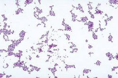 Ward's Science TUBE CULTURE LACTOCOCCUS 16X125MM D/S