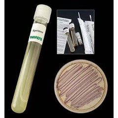 Ward's Science TUBE, CULTURE M. SMEGMATIS D/S