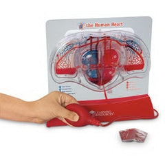 Nasco Pumping Heart Model Learning Resources®