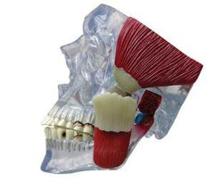 Ward's Science Temporomandibular Joint Model GPI Anatomicals