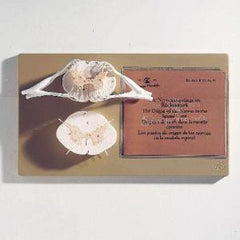 Ward's Science Spinal Cord with Nerve Branches Model Somso