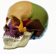Ward's Science Dissectible Skull Model Sono