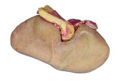 Ward's Science PIG KIDNEY PRESERVED