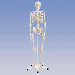 Standard Skeleton - Pelvic Mounted