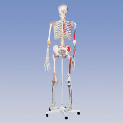 Deluxe Skeleton - Pelvic Mounted