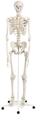 Fabrication Enterprises Classic Skeleton Model 3B® Stan 21 lbs.