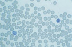 Ward's Science SLIDE HUMAN BLOOD