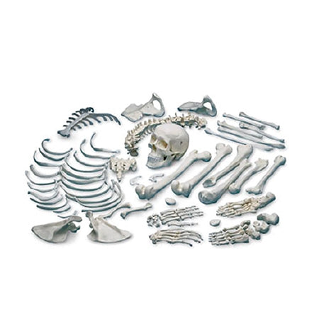 Nasco Disarticulated Human Skeleton Nasco