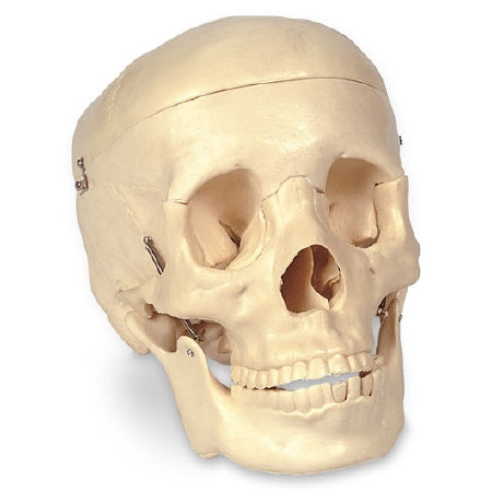 Nasco Economy Human Skull Nasco