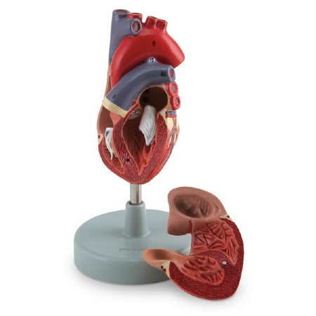 Nasco 2 Part Human Heart Model American 3B Scientific® Life Size 150 lbs.