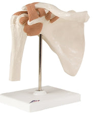 Fabrication Enterprises Functional Shoulder Joint Model 2 lbs.