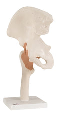 Fabrication Enterprises Functional Hip Joint Model 4 lbs.