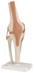 Fabrication Enterprises Functional Knee Joint Model 3 lbs.