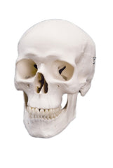 Fabrication Enterprises Skull Model 2 lbs.